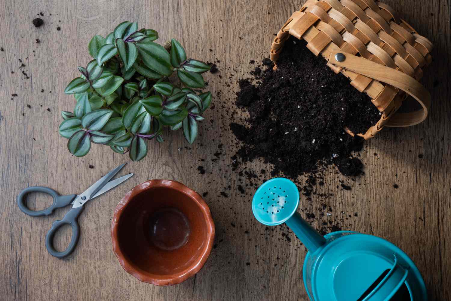 The best way to Repot a Plant: Easy Step-by-Step Instructions