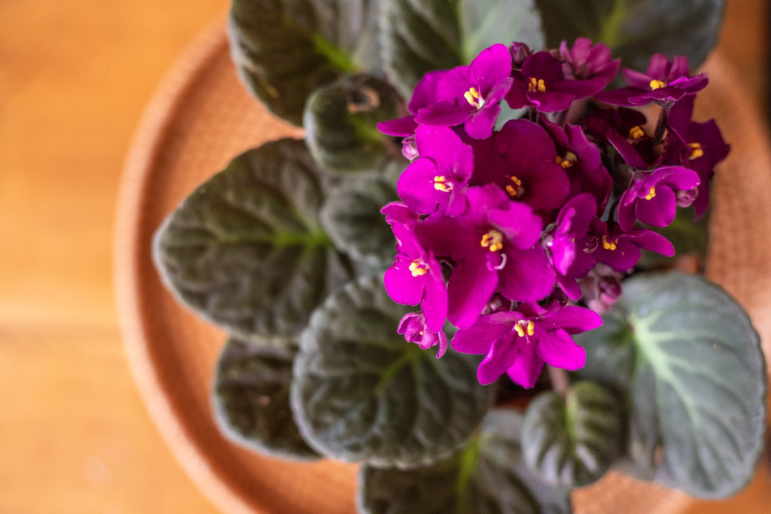 10 of the Most Beautiful Indoor Flowering Vegetation