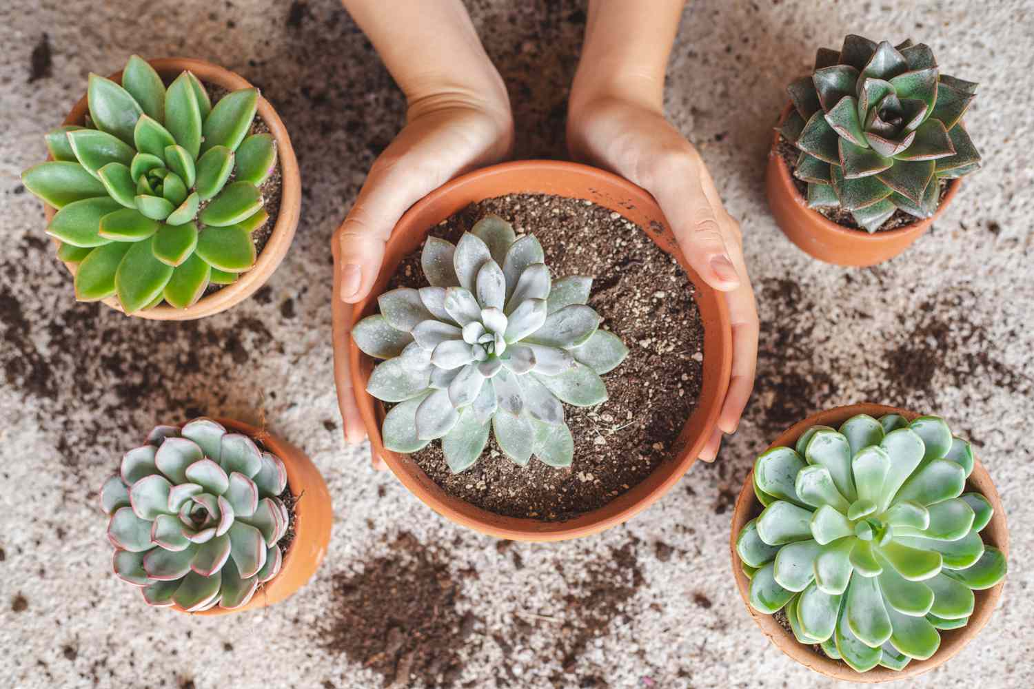 The Most interesting Soil for Succulents: Nutritional vitamins, Drainage, and Texture