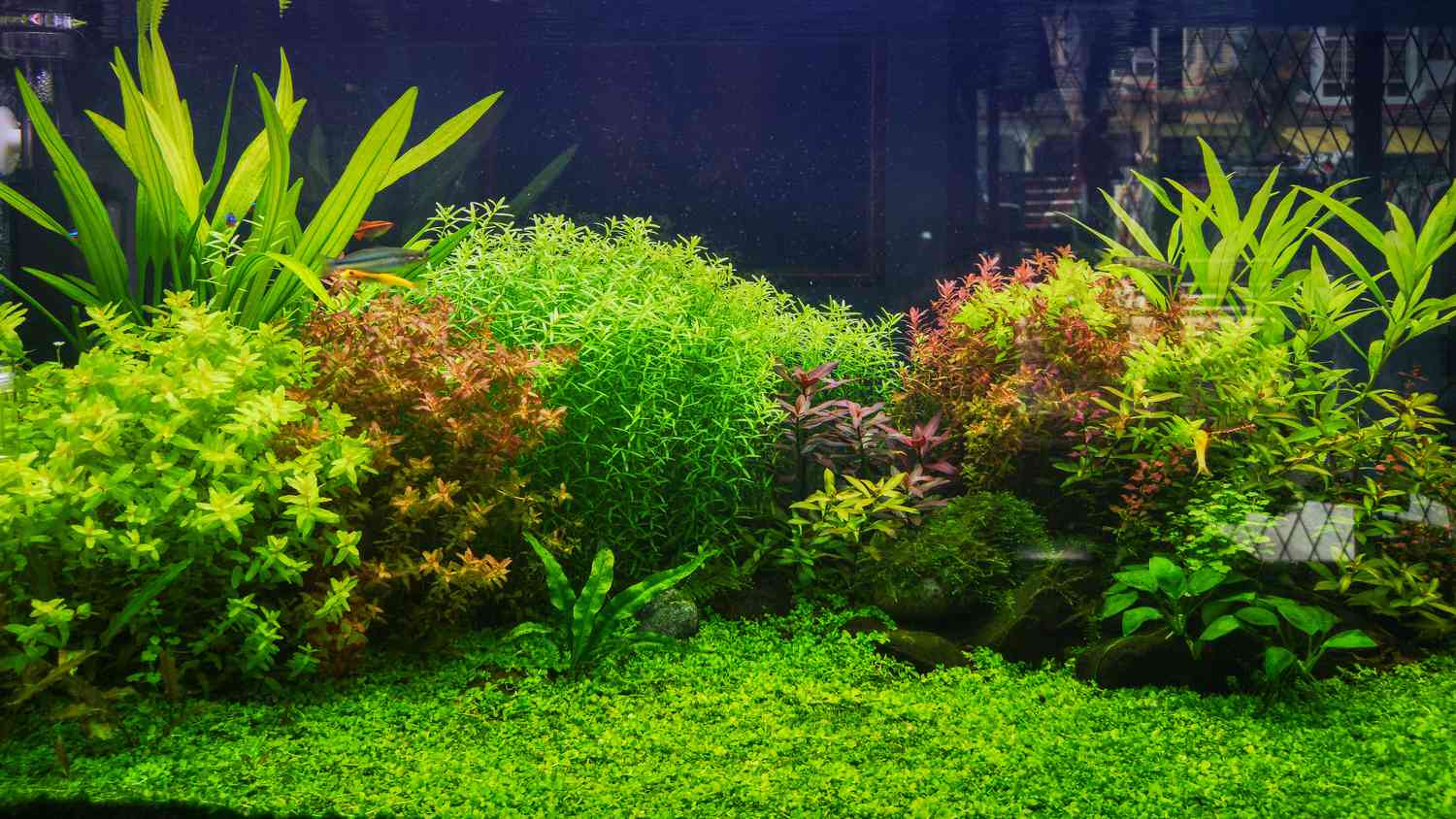 18 Reside Aquarium Vegetation You and Your Fish Will Love